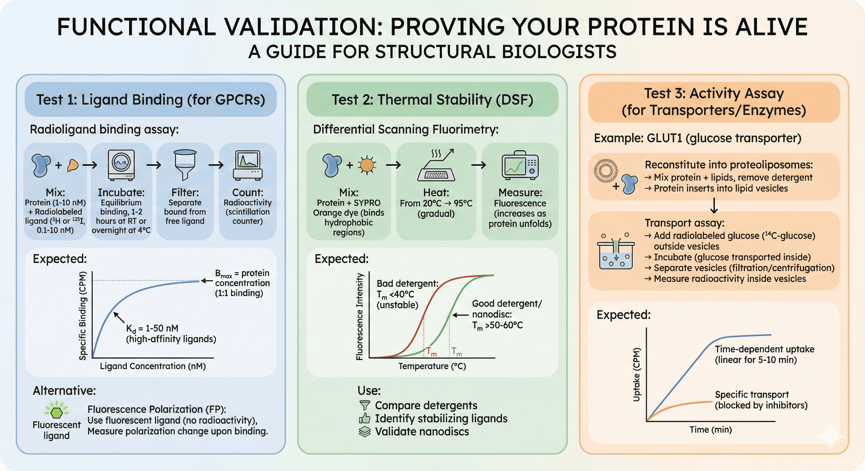 Diagram Showing How to Validate the Functionality of the Protein