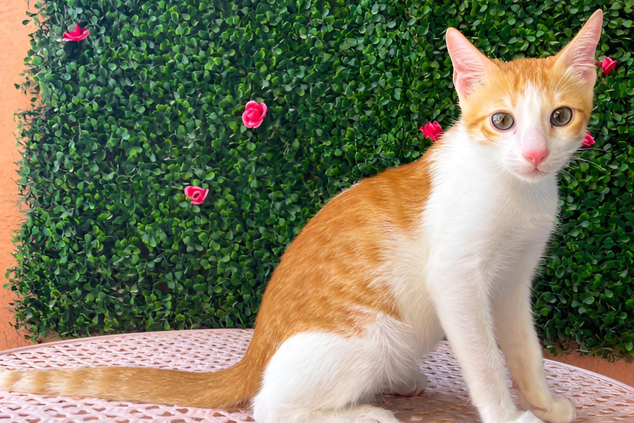 A cat is sitting on a pink table with greenery in the background.