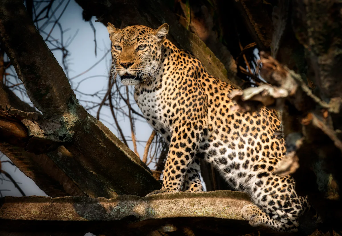 Leopardo en el parque de Queen Elizabeth, Uganda