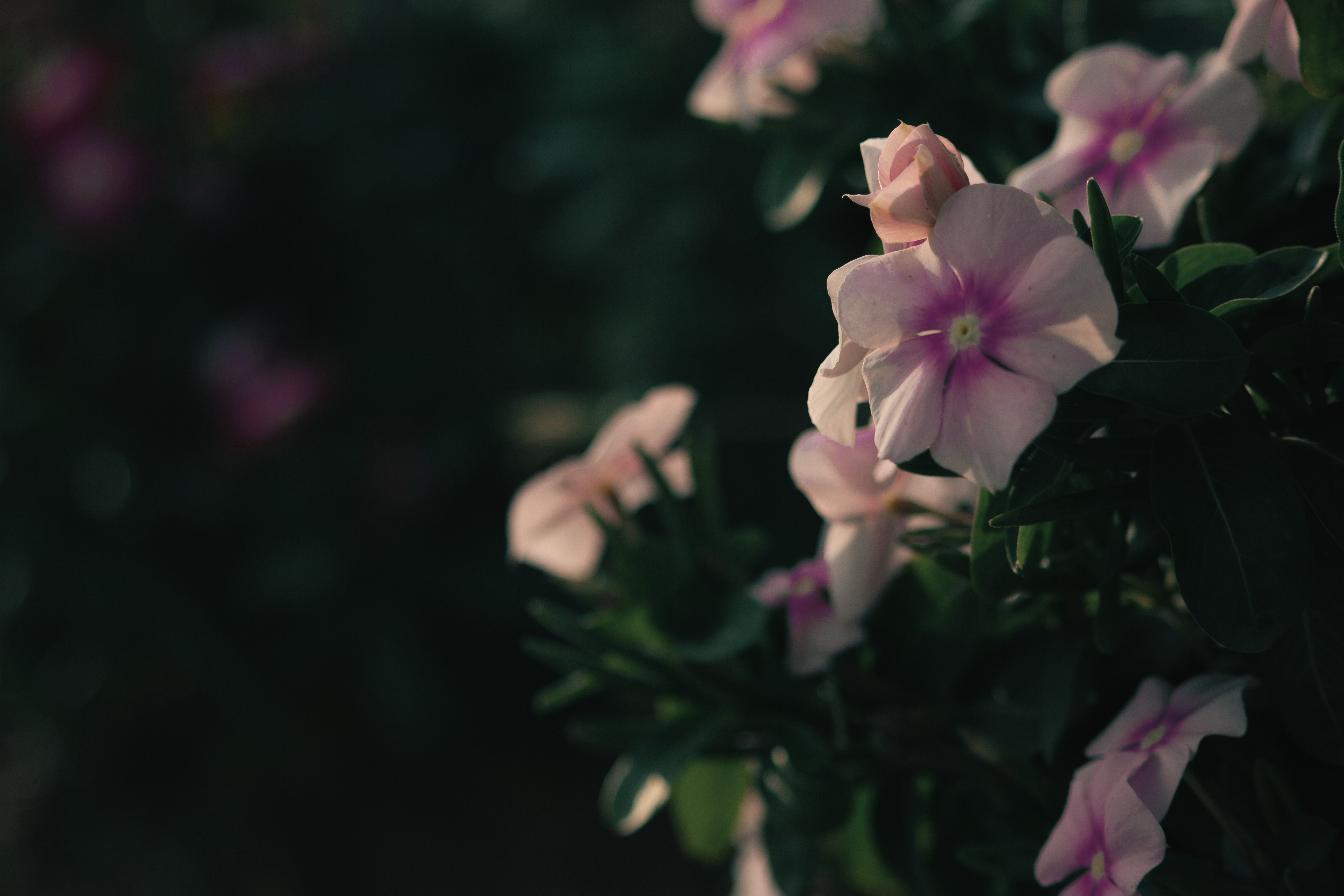 nfinity pool blending into the ocean view, minimalist sun loungers in soft neutral fabric, curved architecture