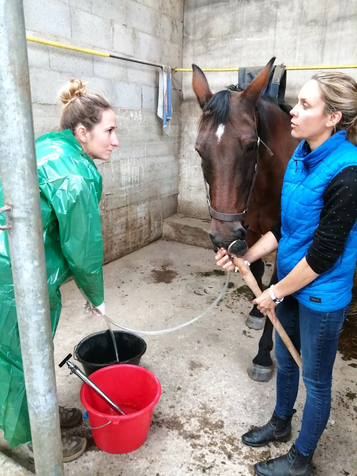 Sondage nasogastrique cheval