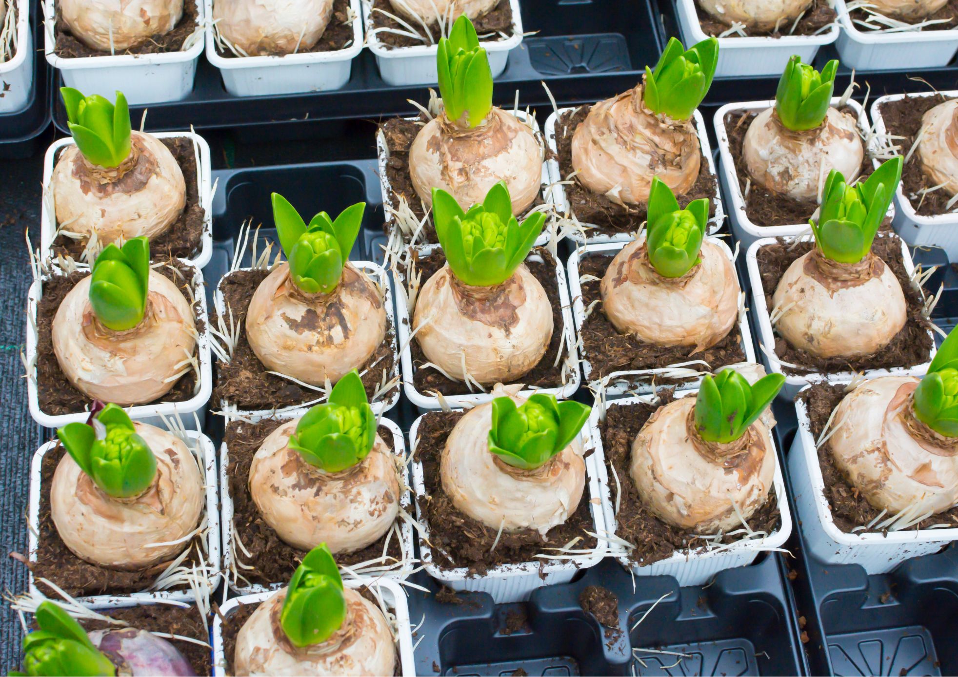 Spring bulbs ready to plant in autumn