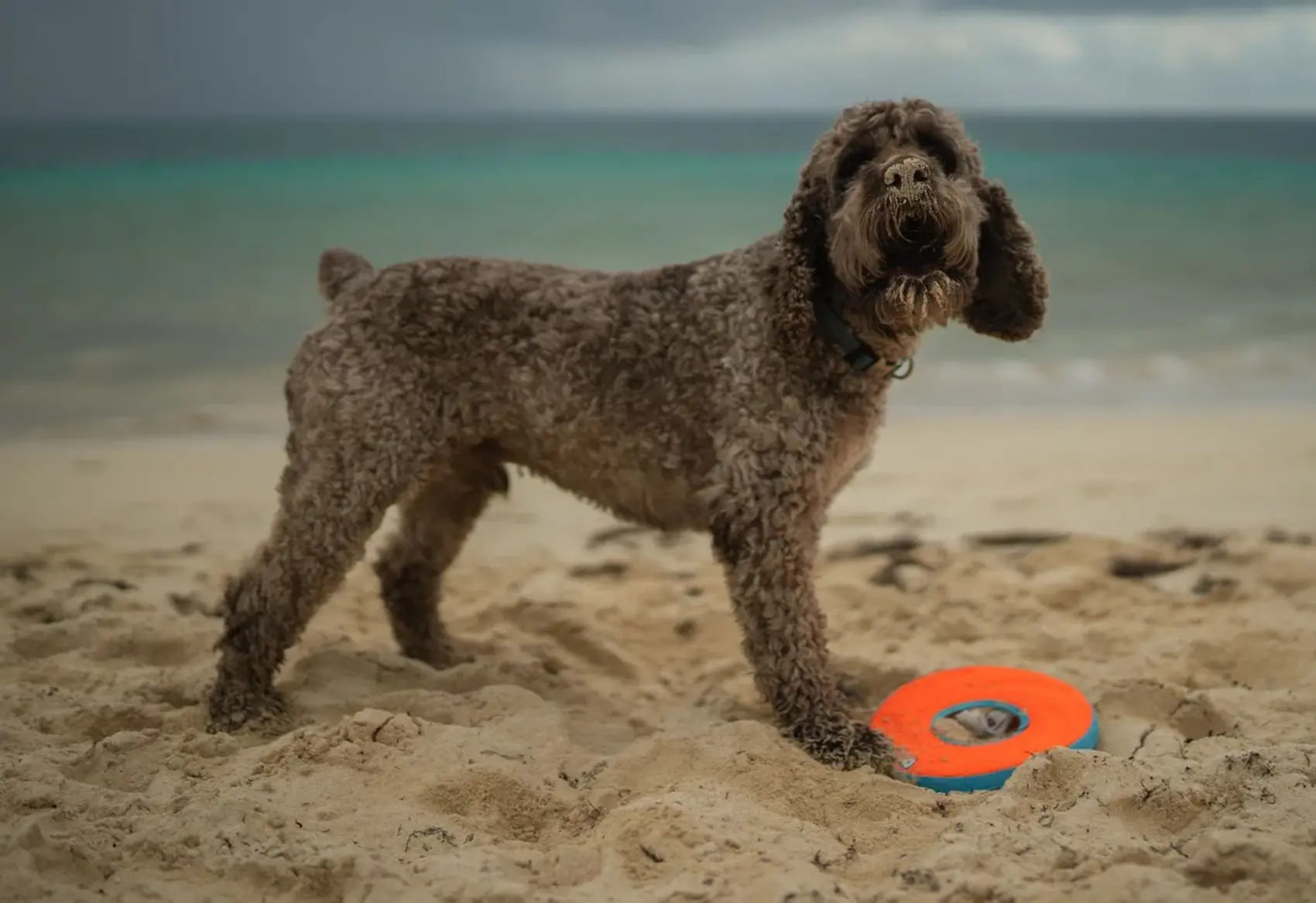 A Lagotto Romagnolo is strolling across the beach and playing with an orange toy. 