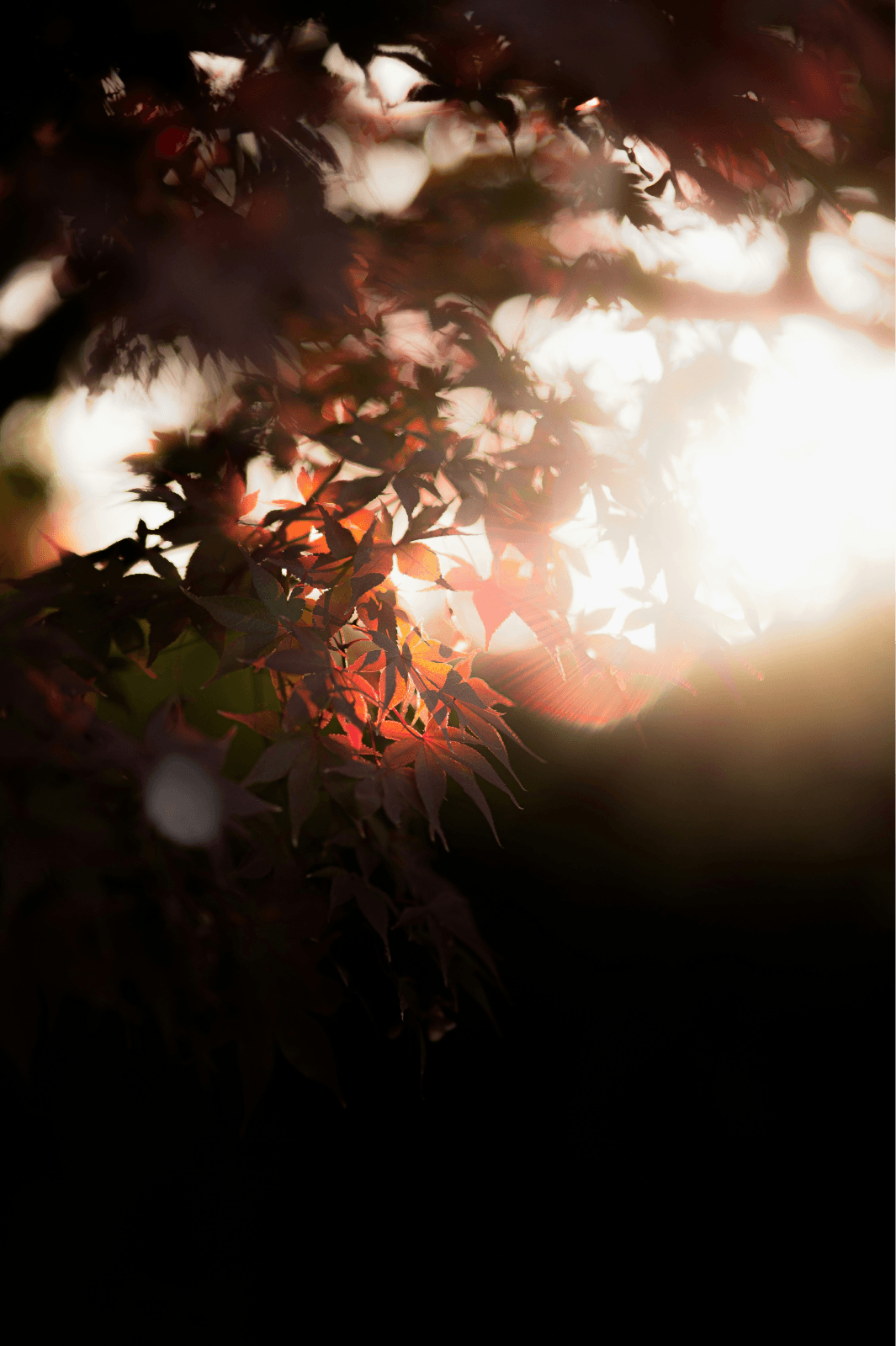 plant with light shining through it