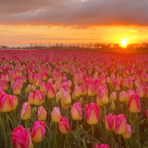 Polja tulipana u suton