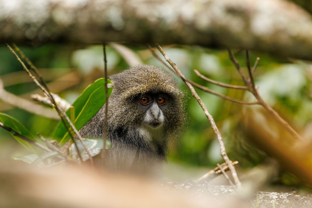 Album Photo Real Mehedi Free Framer Template Photography