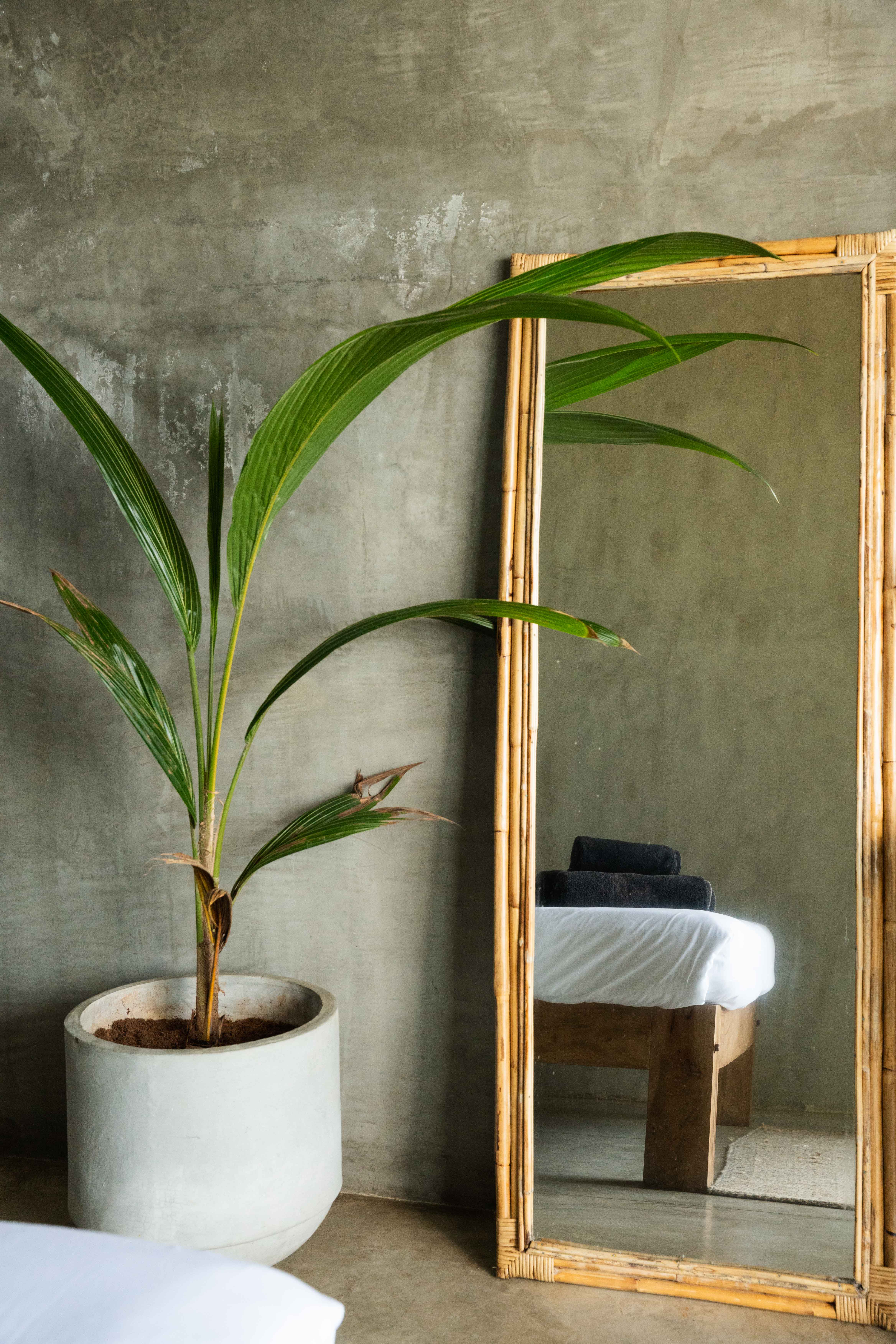 Mirror and plant in hotel room