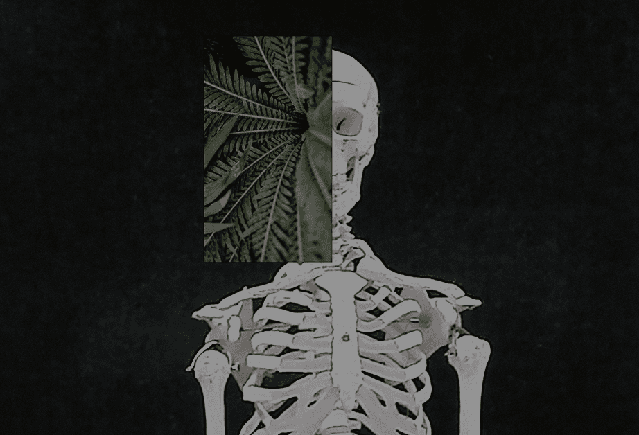A white human skeleton is positioned centrally against a dark background. The skull is visible on the right side, partially obscured by a rectangular section of fern leaves. The skeleton’s rib cage and spine are clearly defined. The fern leaves are dark green and appear to be layered over the skull, creating a visual contrast. The image is monochromatic, with varying shades of gray.