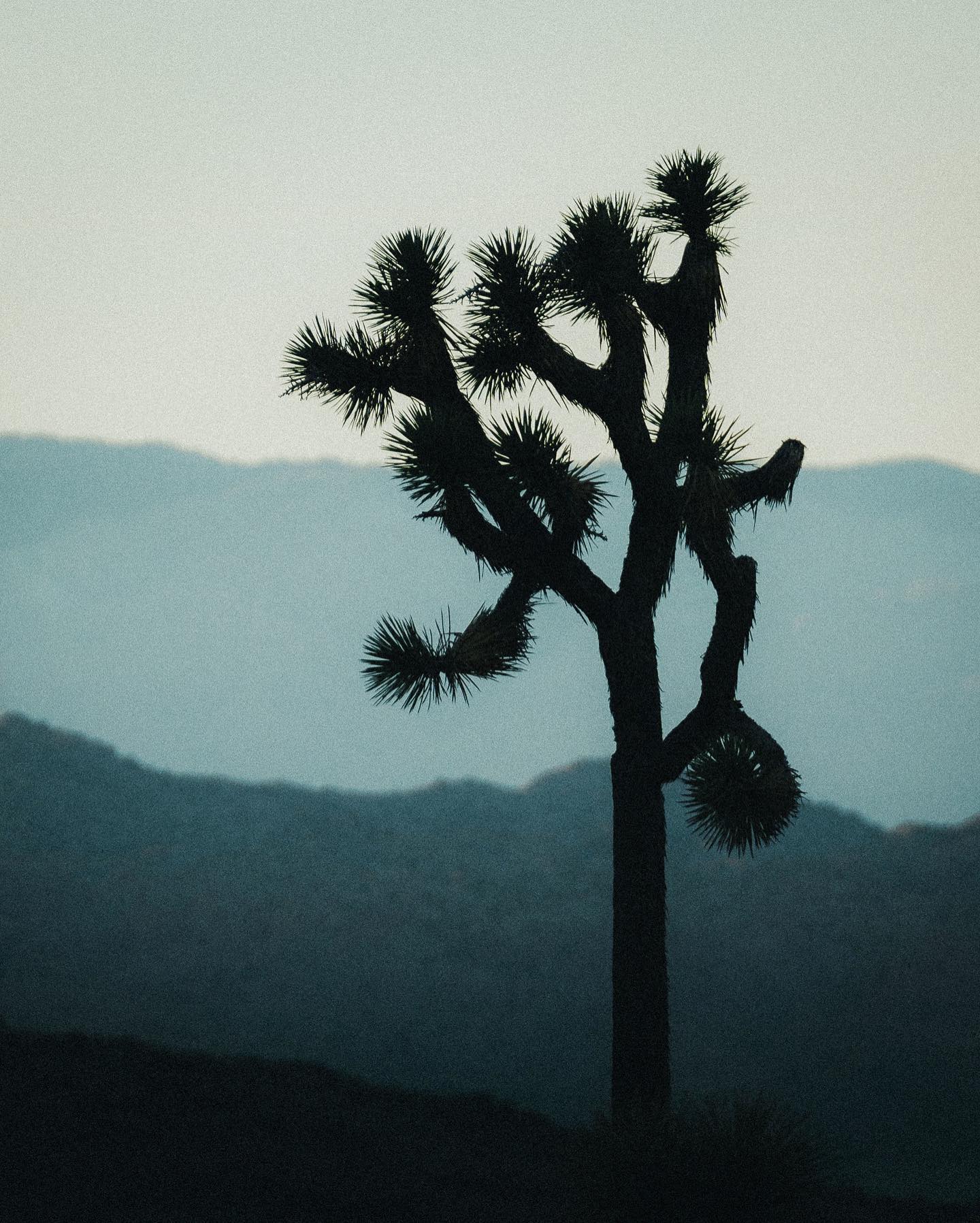 Lone Joshua tree.