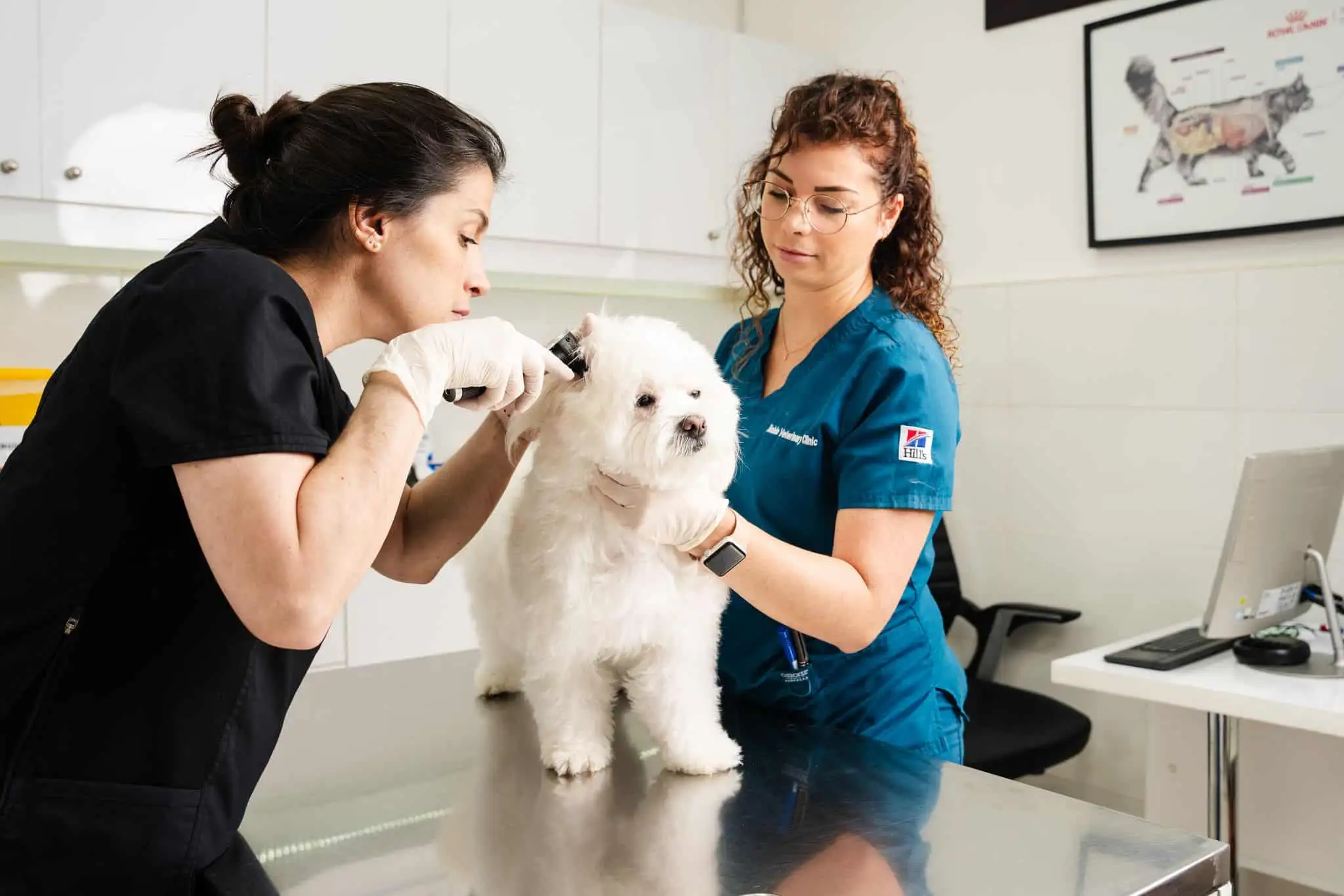 A veterinarian holds a white dog while another vet checks its ear.