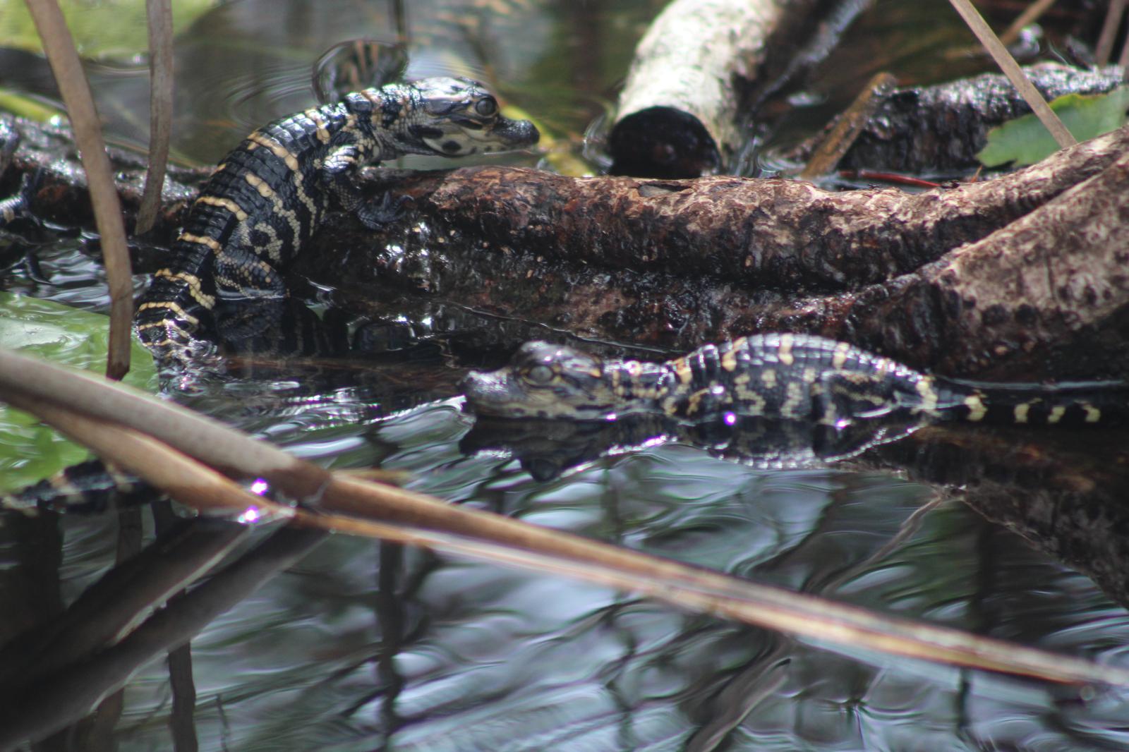A boat moving through Everglades wetlands