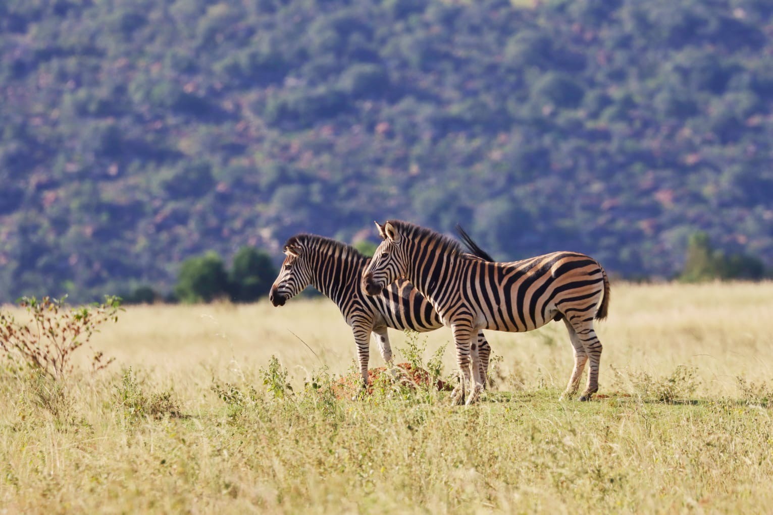 African Explorer, Botswana. En lång rad gnuer rör sig över slätterna med ryttarna i bakgrunden – ett klassiskt motiv från en ridsemester i Botswana.
