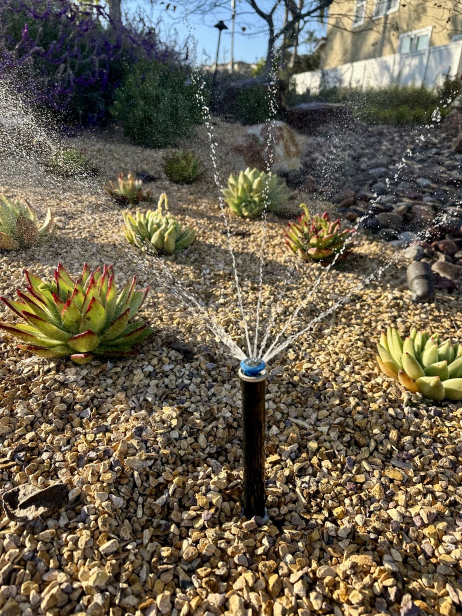 A professional irrigation technician carefully performing a sprinkler repair within a lawn, demonstrating the hands-on precision of our service process.