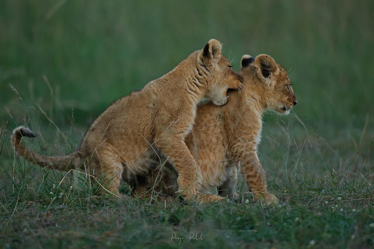 Game Drive Lion