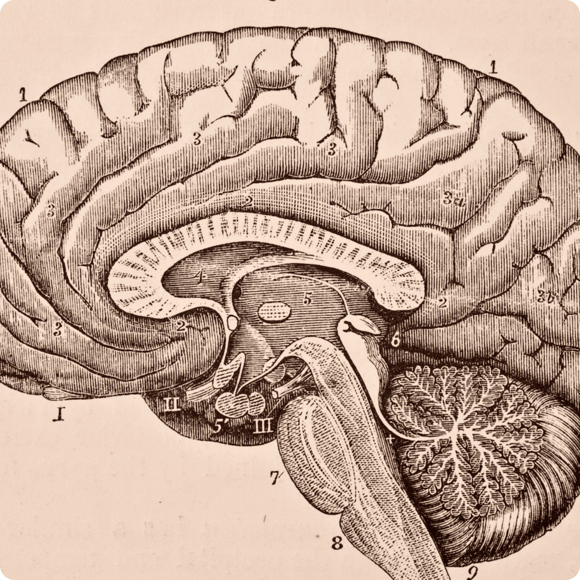 A 3d model of the brain on a modern gradient