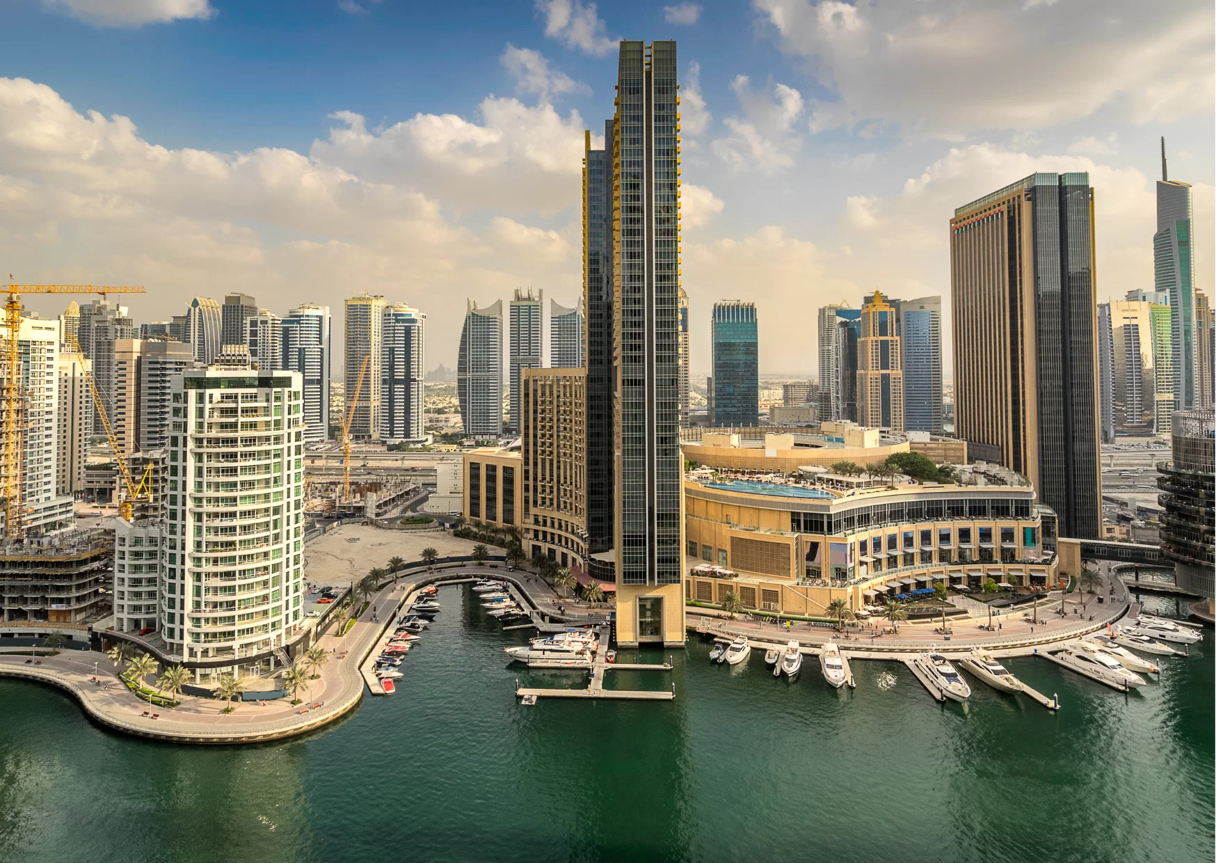 Close-up of lush, dark green leaves, some glossy and wet, against a muted background.