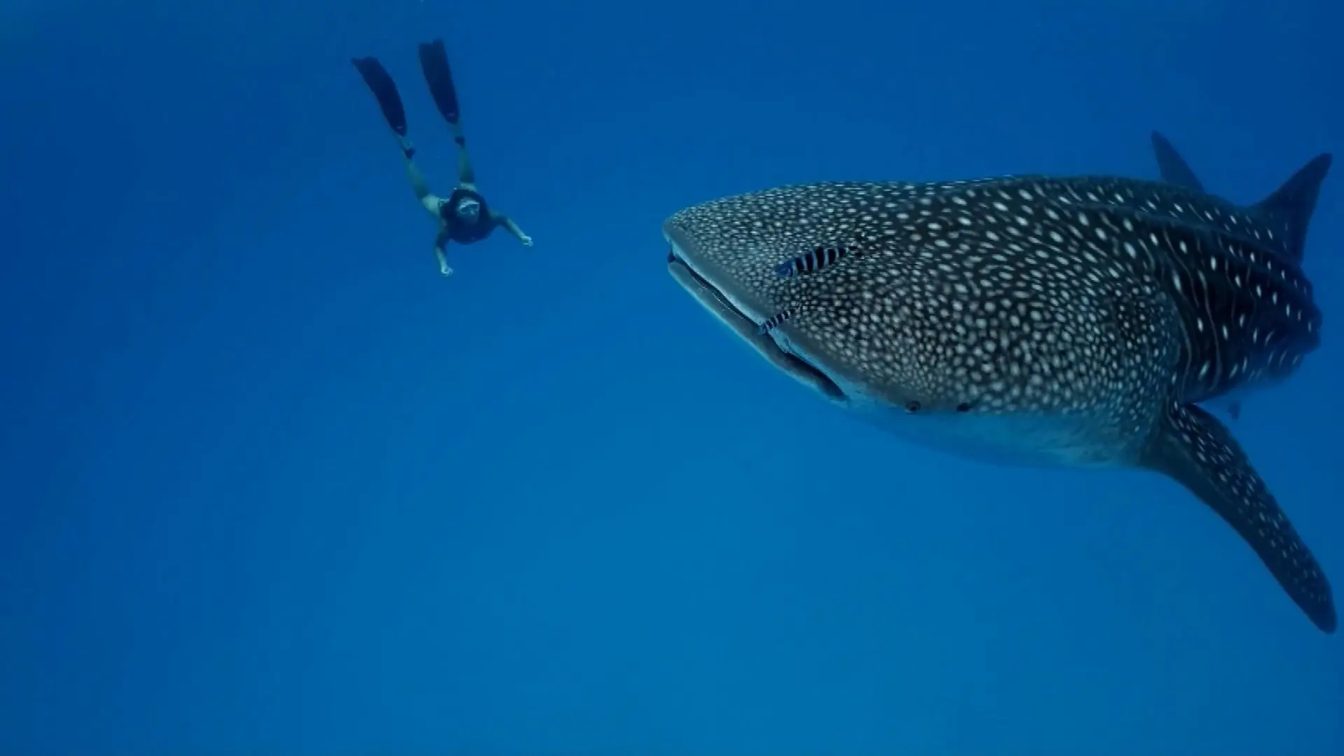 Whale shark shot at Richelieu Rock in Thailand