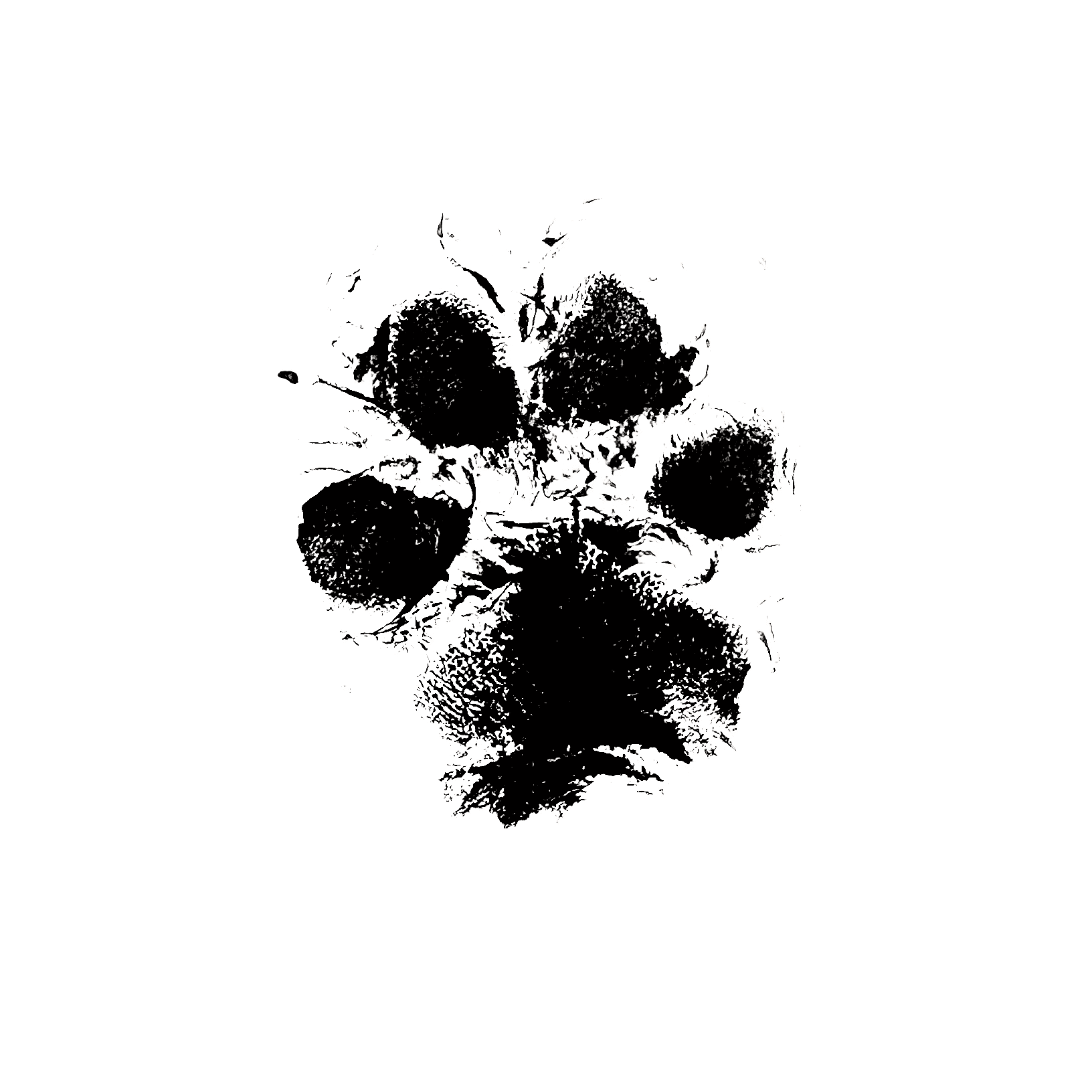 Paw print of a small dog.