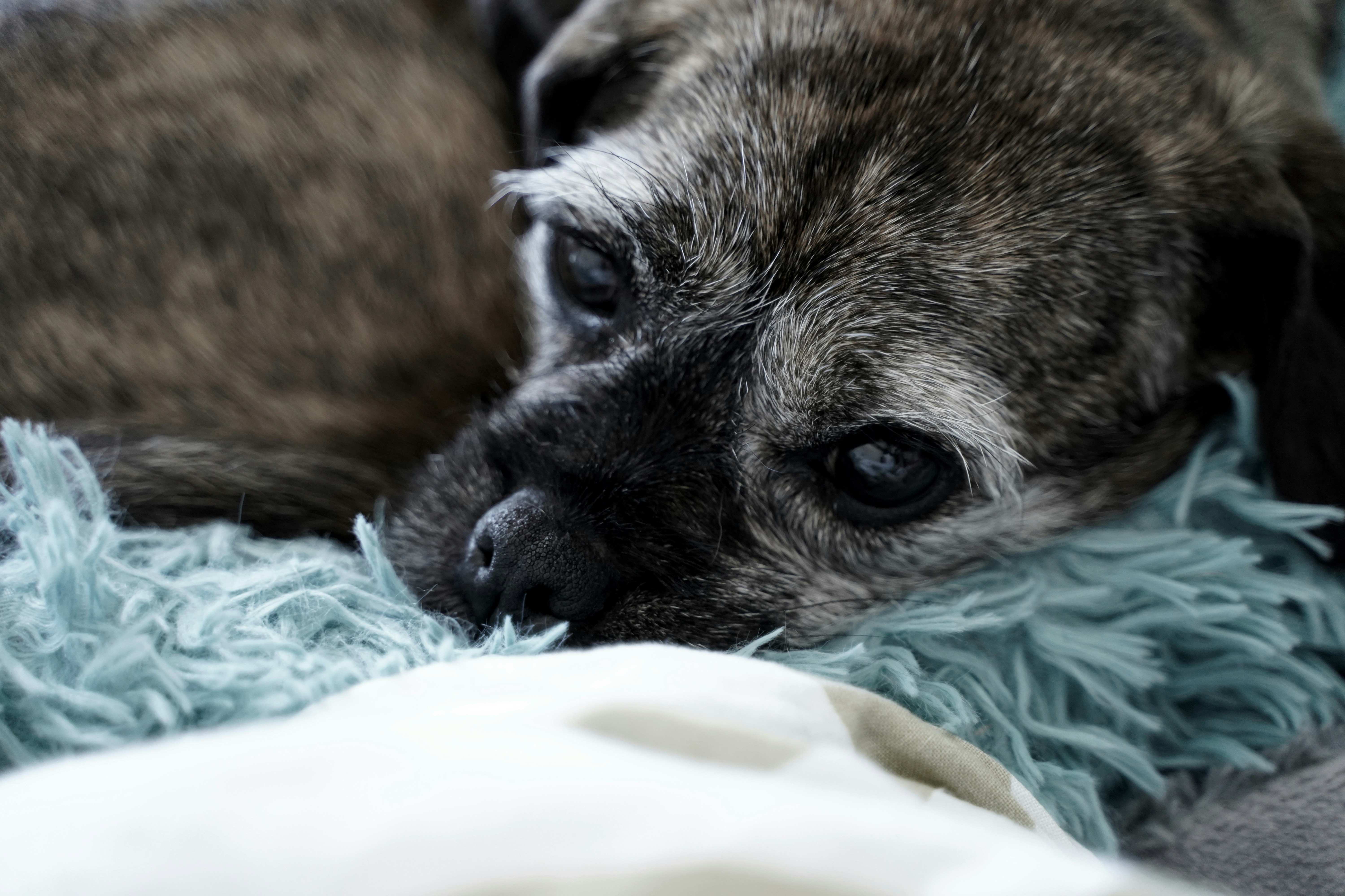 un perro triste, perdida para perro