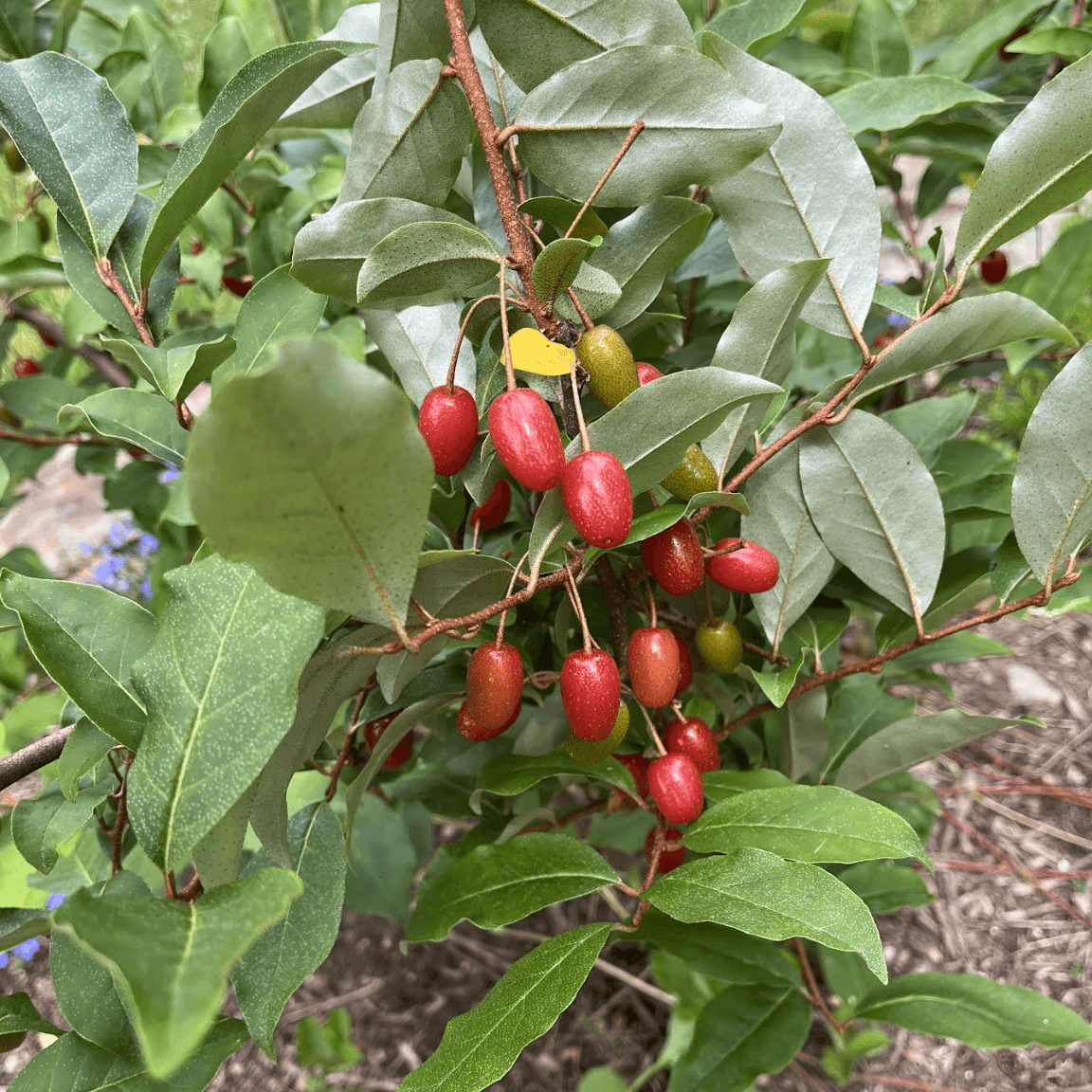 Goumi fruit (goumi berries) ripening on the branch, showing elongated red berries with silver surface speckling
