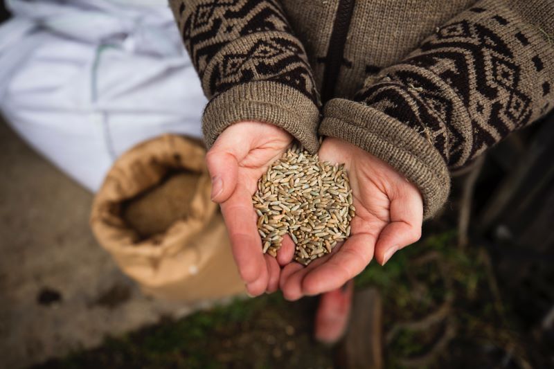 Farro