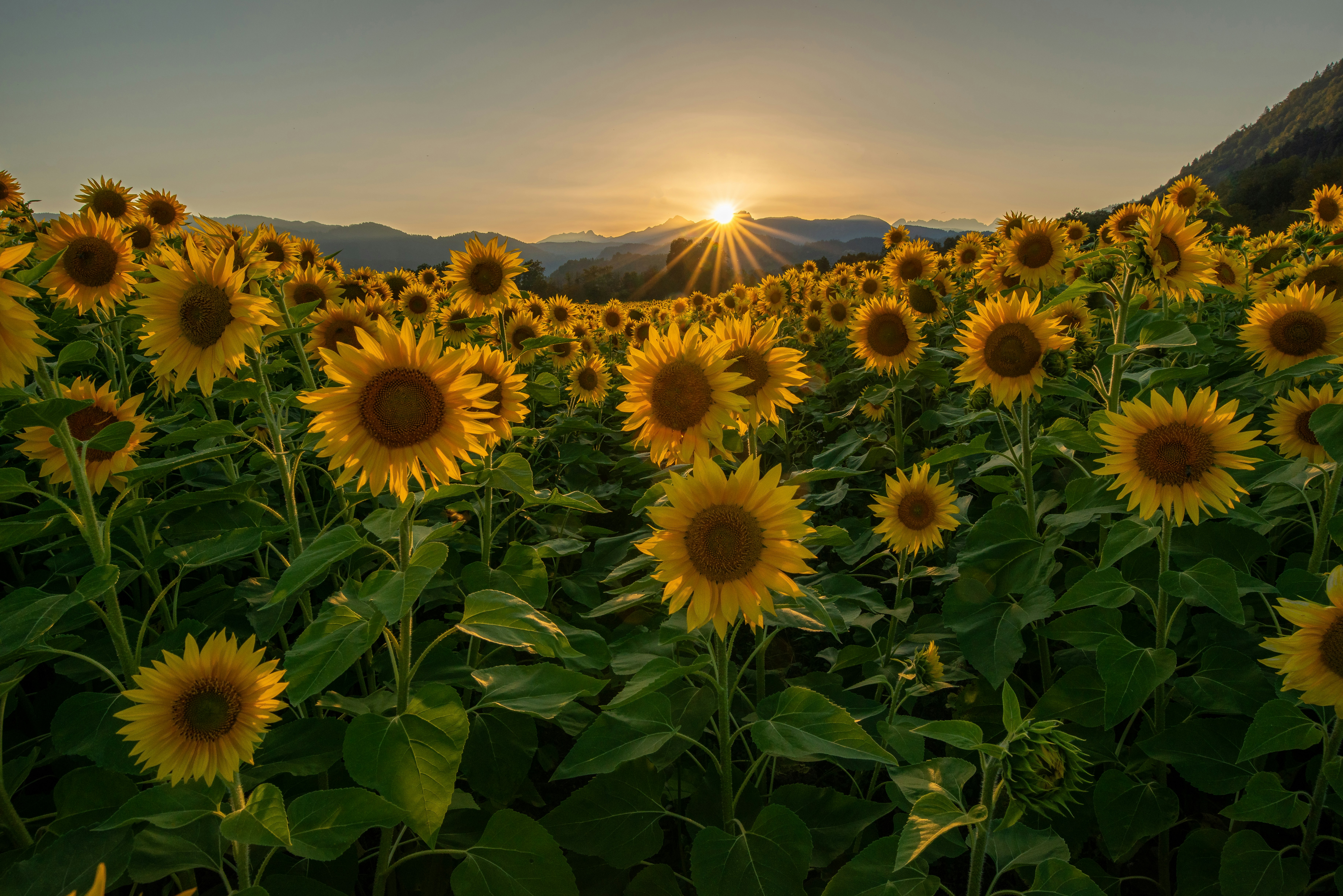 Sunflowers