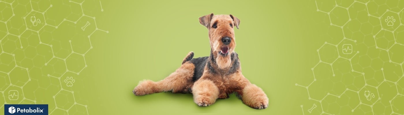 Airedale Terrier image