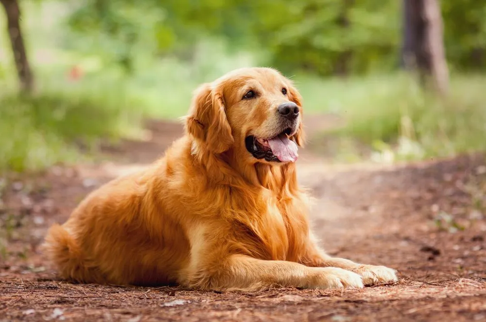 Golden Retriever physical characteristics