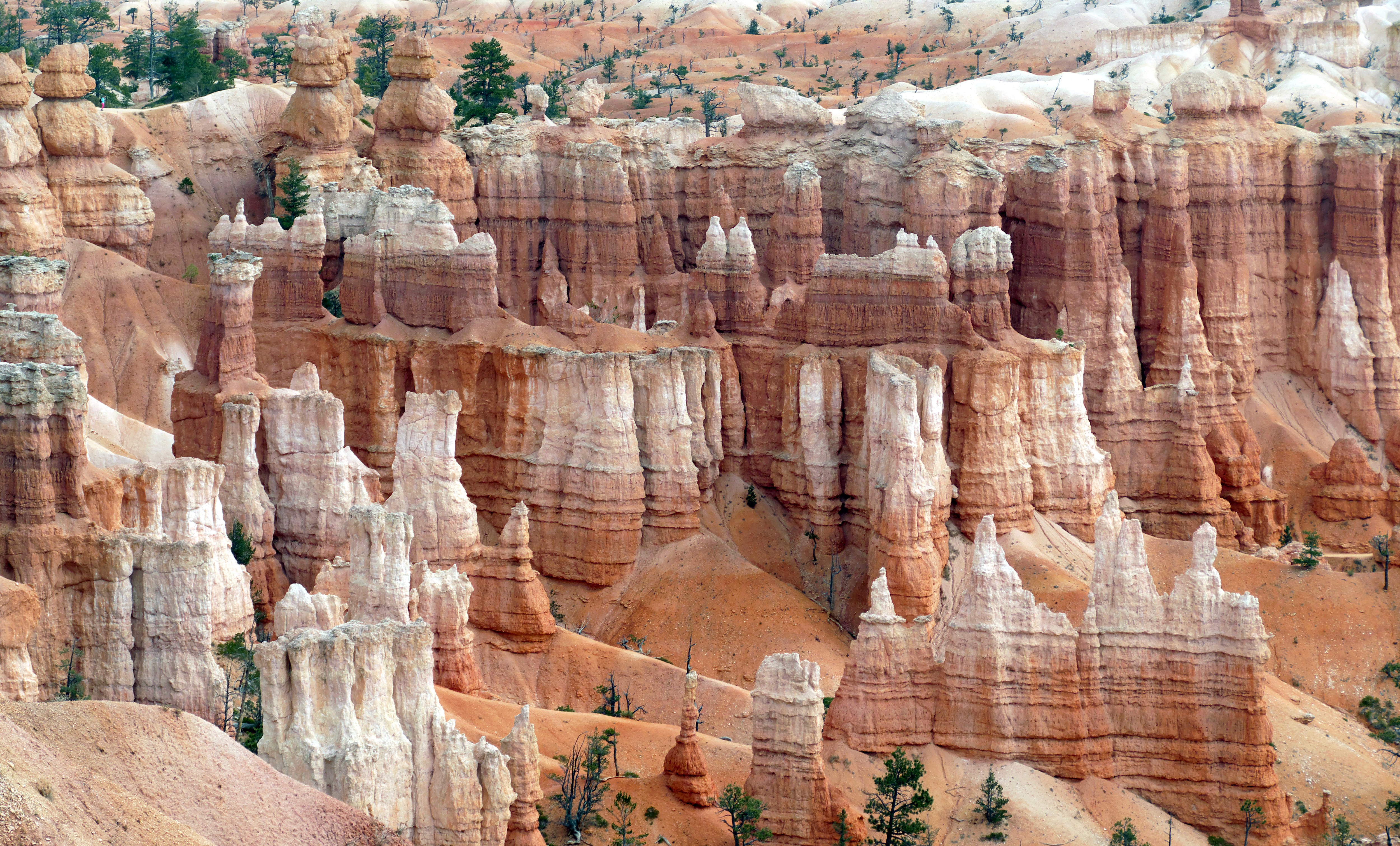 The Bryce Canyon amphitheatre packed with hoodoos, hundreds of white and orange rock spires with dark pines growing between them.