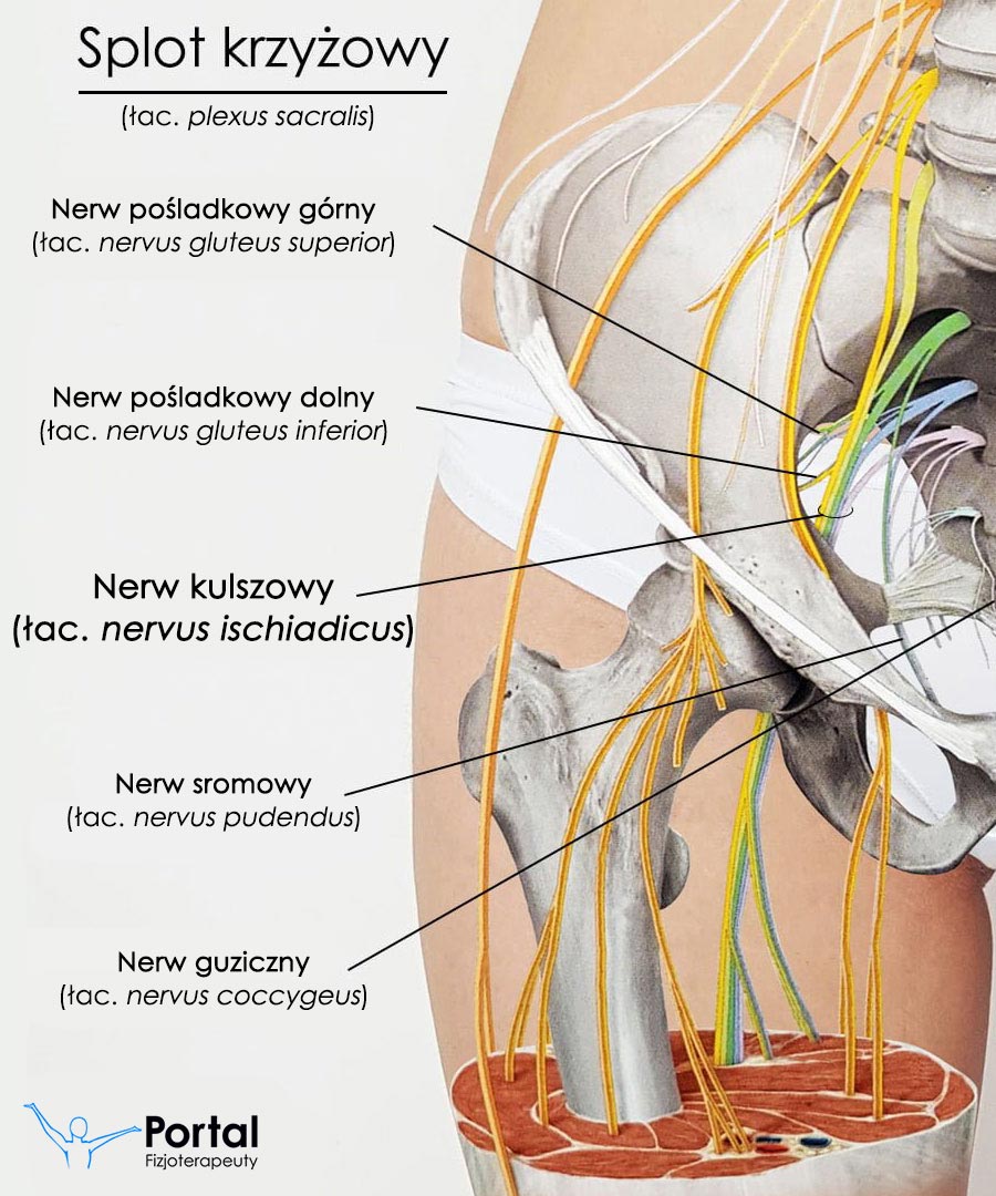 przebieg nerwu kulszowego