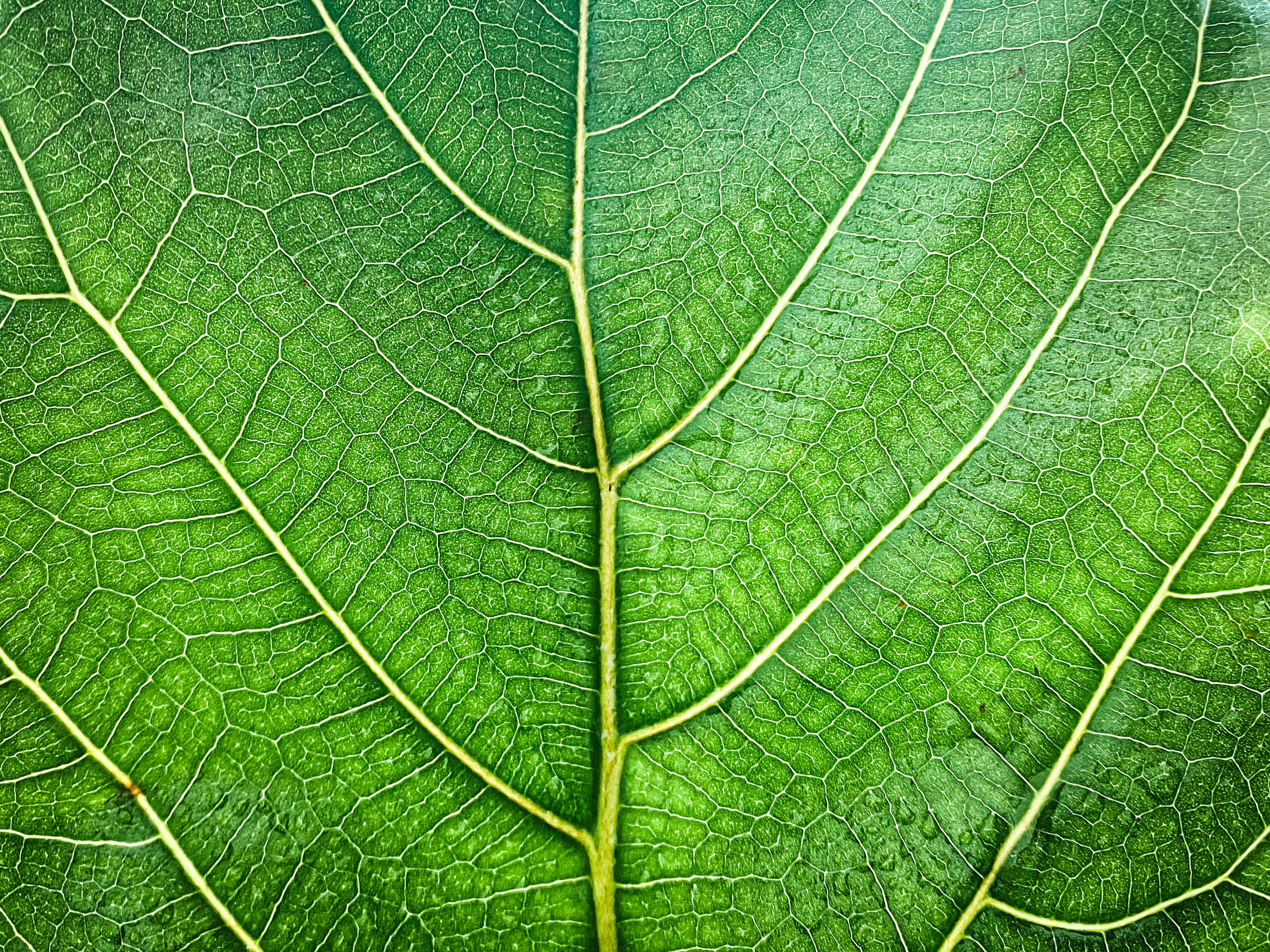 green leaf in close up photography