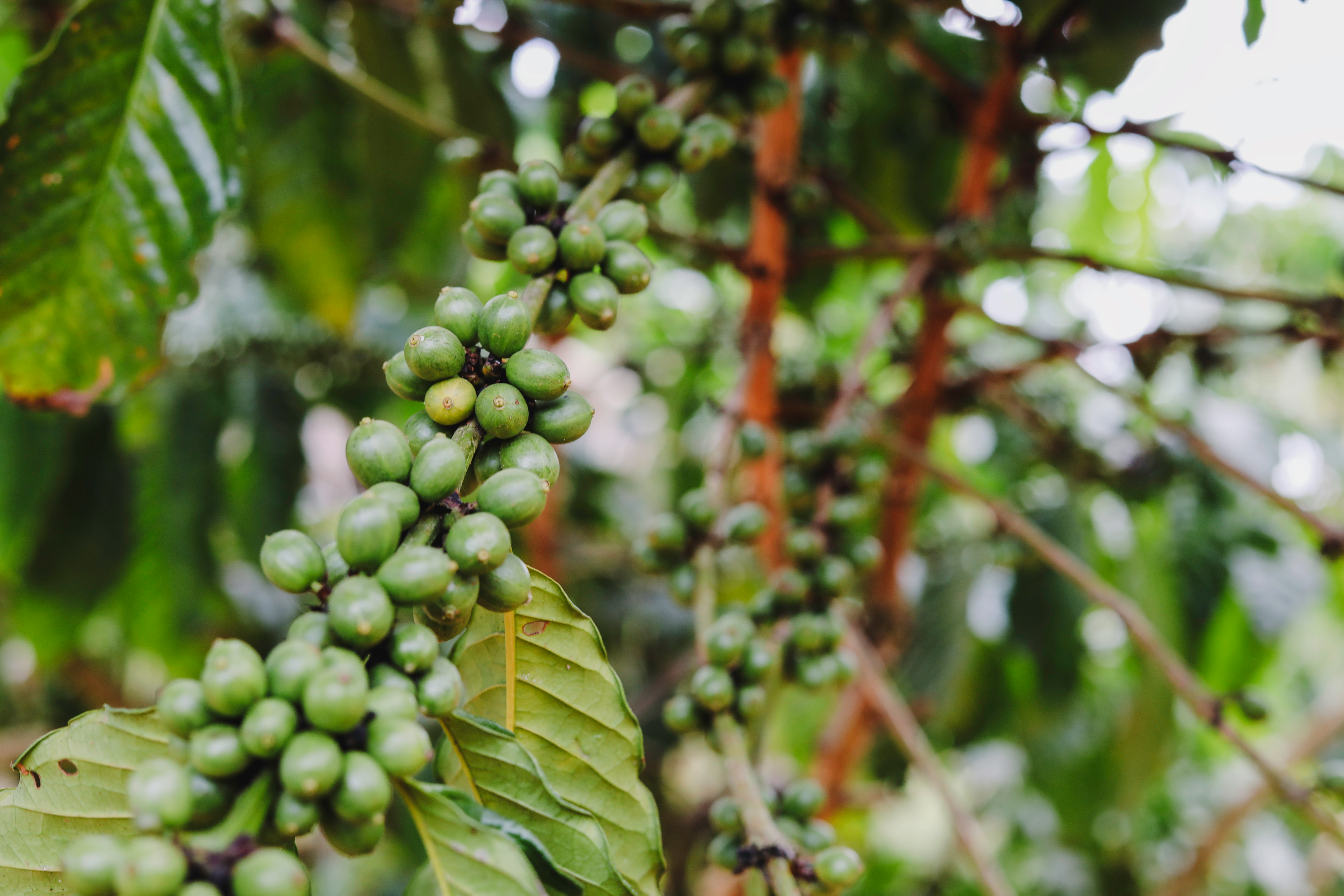 green round fruit on tree during daytime