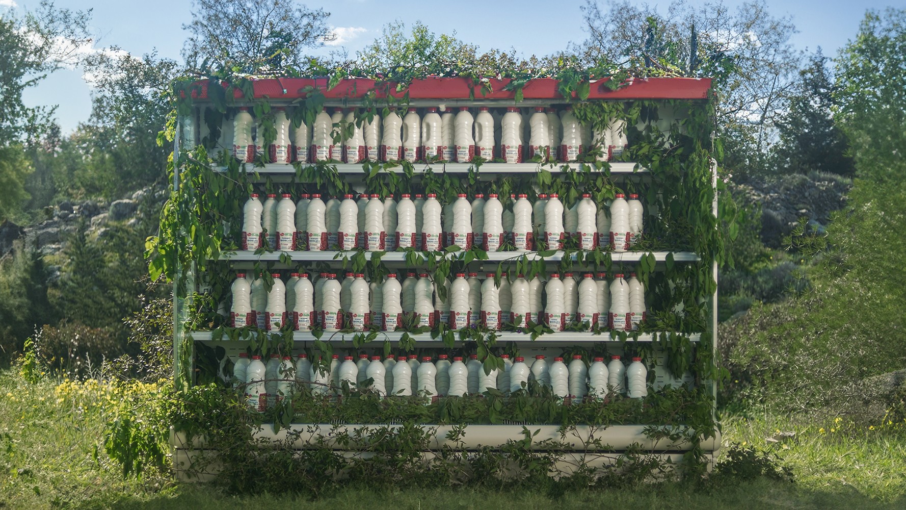 A supermarket fridge full of Achnagal milk bottles