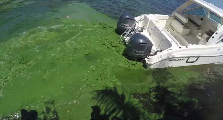 Close-up of a dark green leaf showing its textured surface and central vein against a muted background.