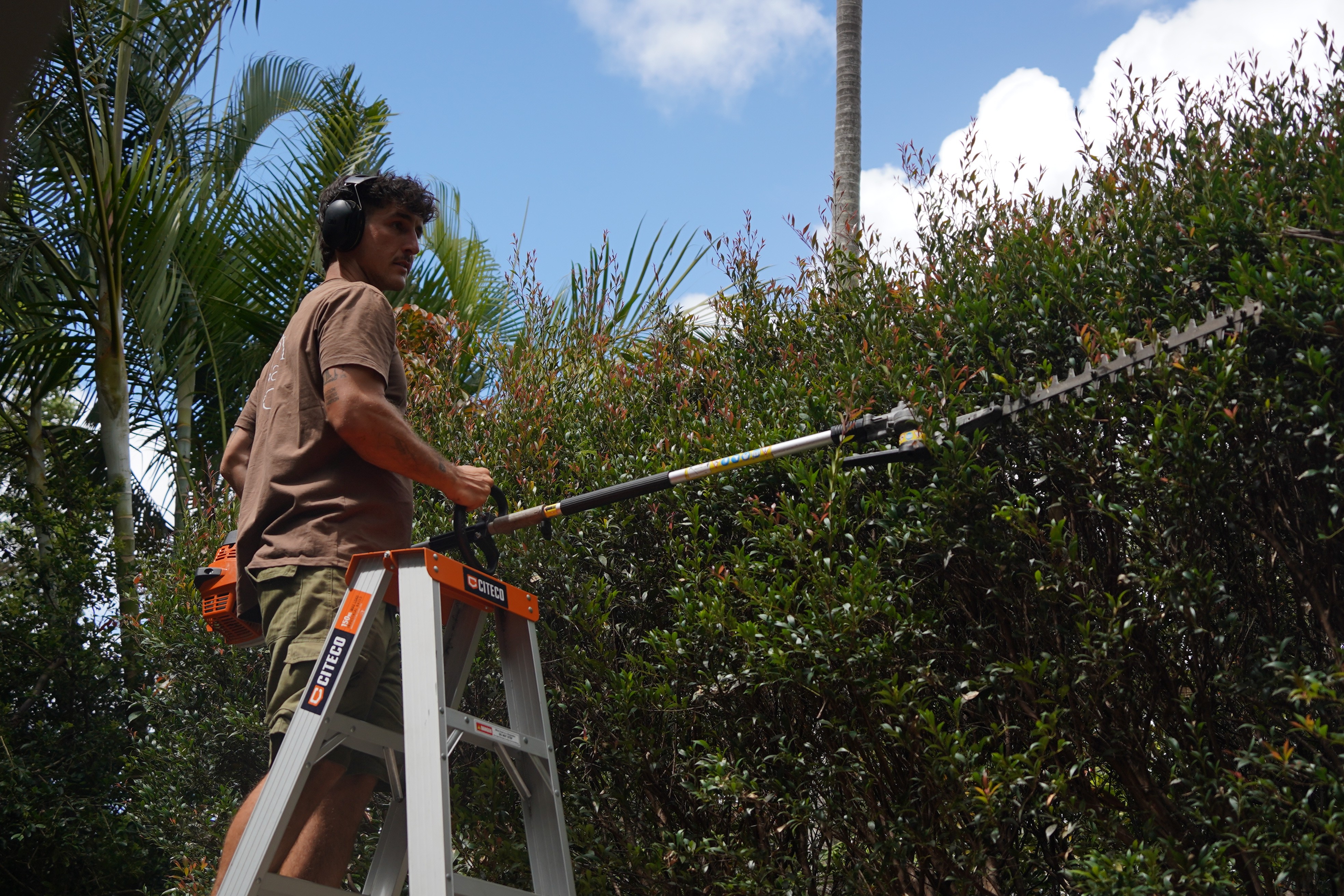 Hedge trimming in the northern rivers
