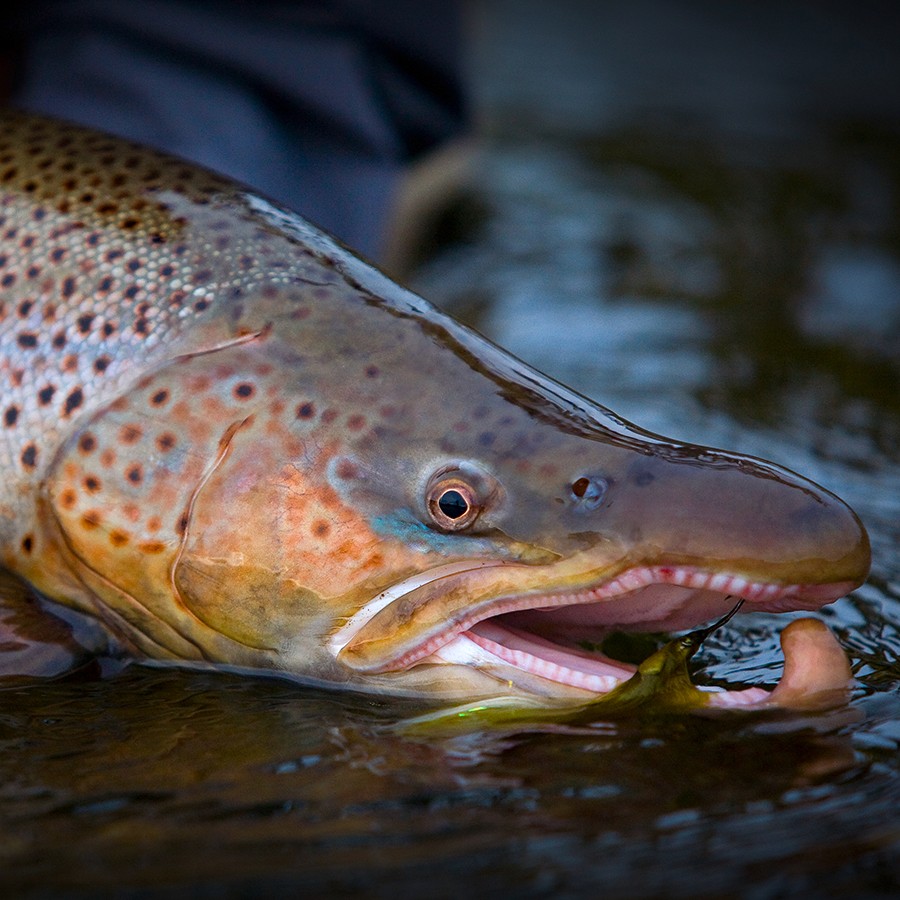 Person, holding a white rose behind his back with one arm on a light blue background