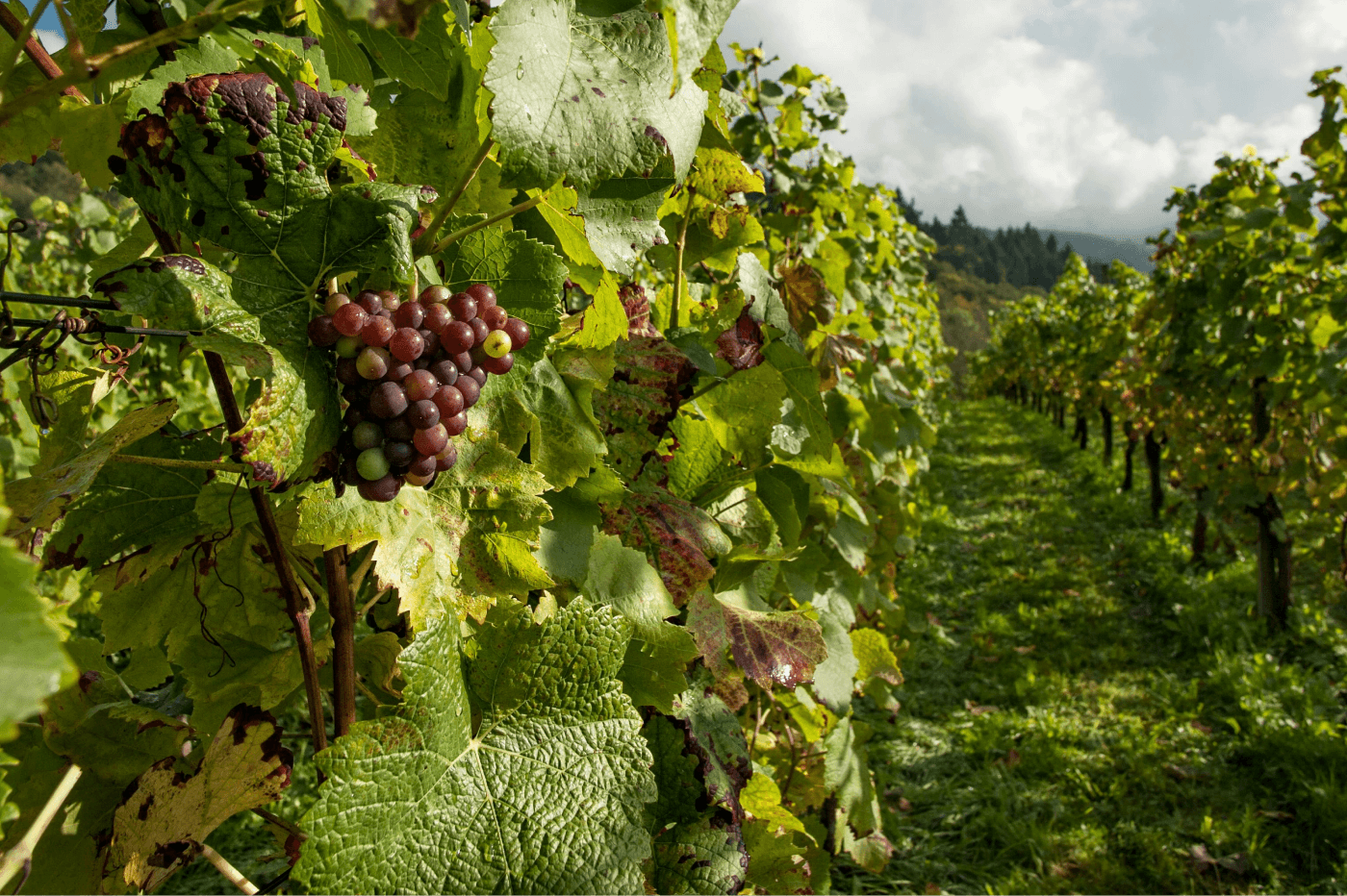 Close-up image of Vitis vinifera grapevine in a vineyard, showcasing dark and green grapes at various stages of ripeness.