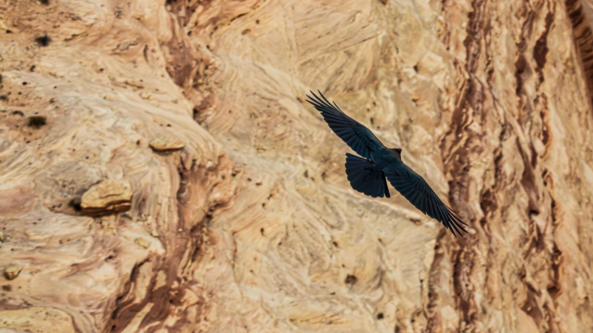 raven flying over a rocky canyon floor