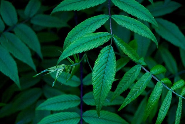 Closeup of woman wearing gold sweater typing on MacBook Pro