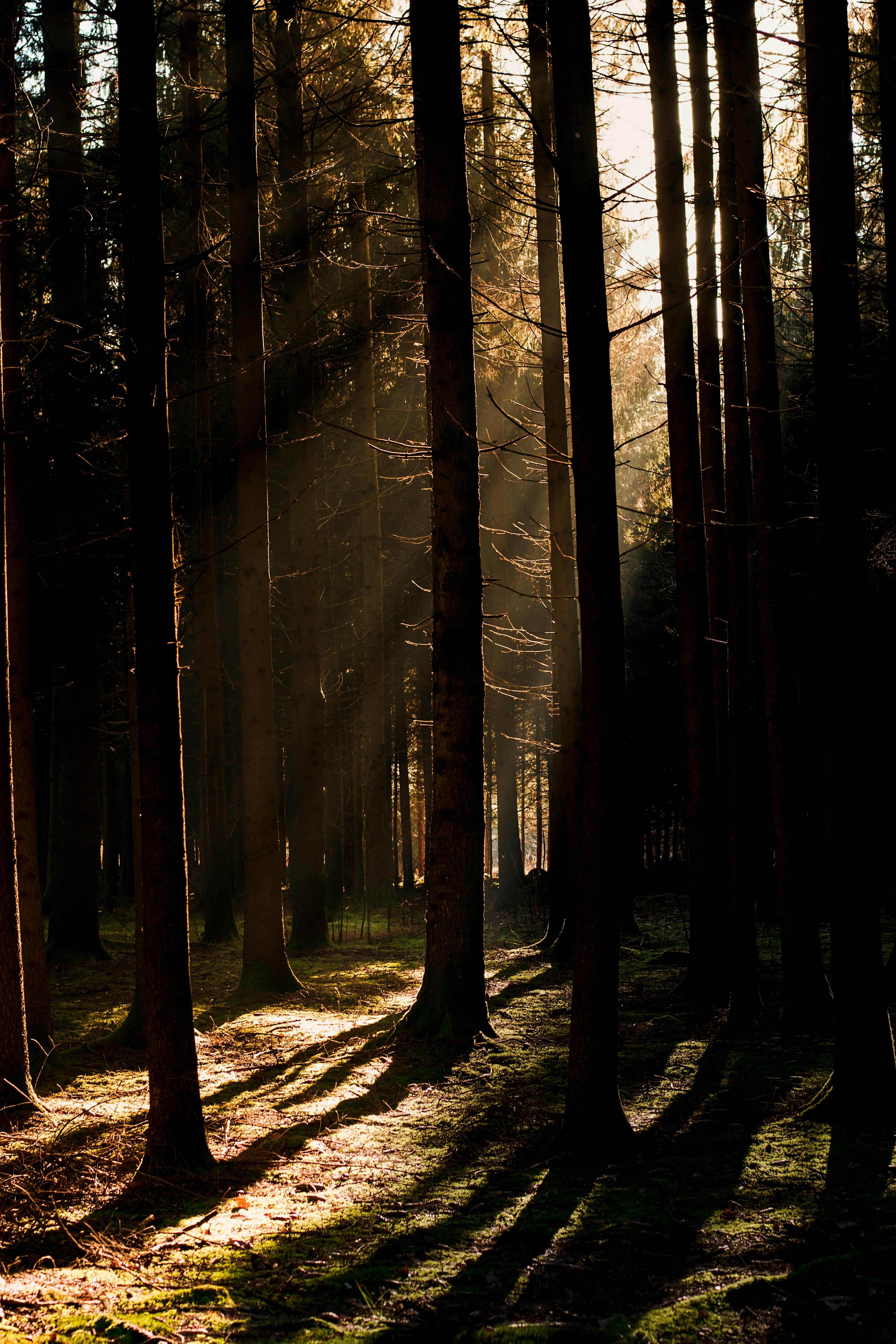 a forest filled with lots of trees covered in sunlight
