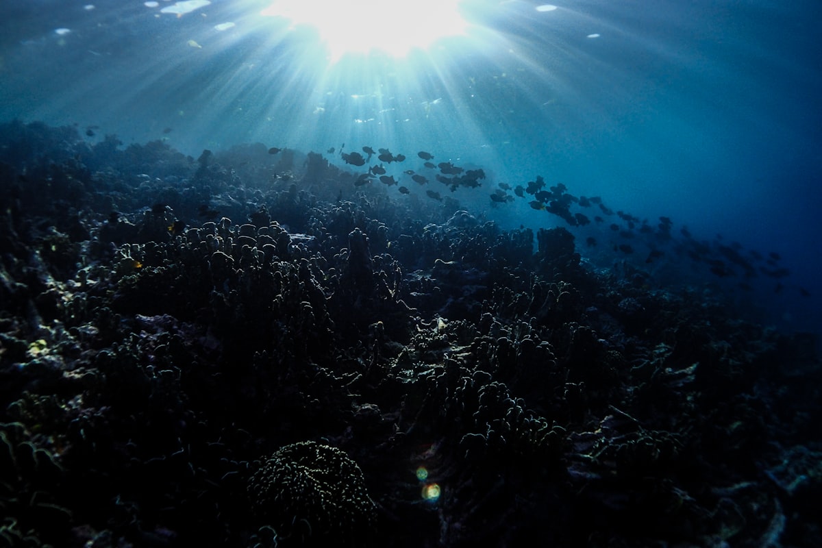 Sunlight breaking through the water above a coral reef wall in Indonesia