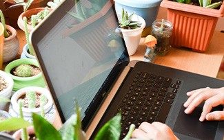 Hands typing on an open laptop next to potted plants in a sunlit room