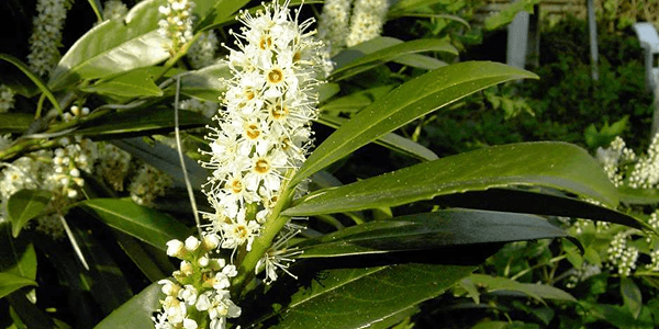 Laurier-cerise (Prunus laurocerasus)