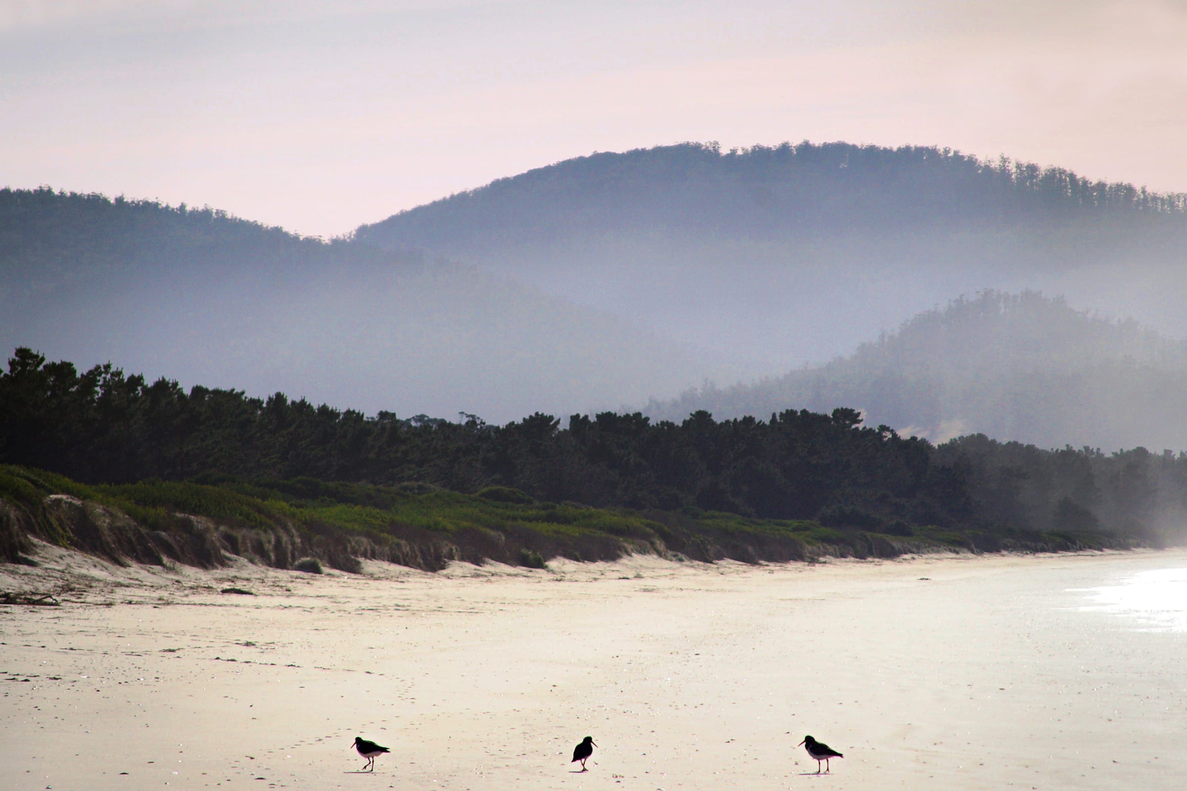 A quiet Tasmanian beach at dawn