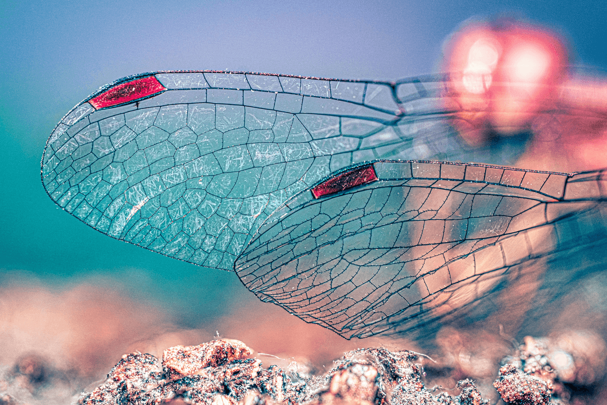 cover-claude-mythos-project-glasswing-appsec-future (https://unsplash.com/photos/a-close-up-of-a-dragon-flys-wings-MhnuG3qqR5k)