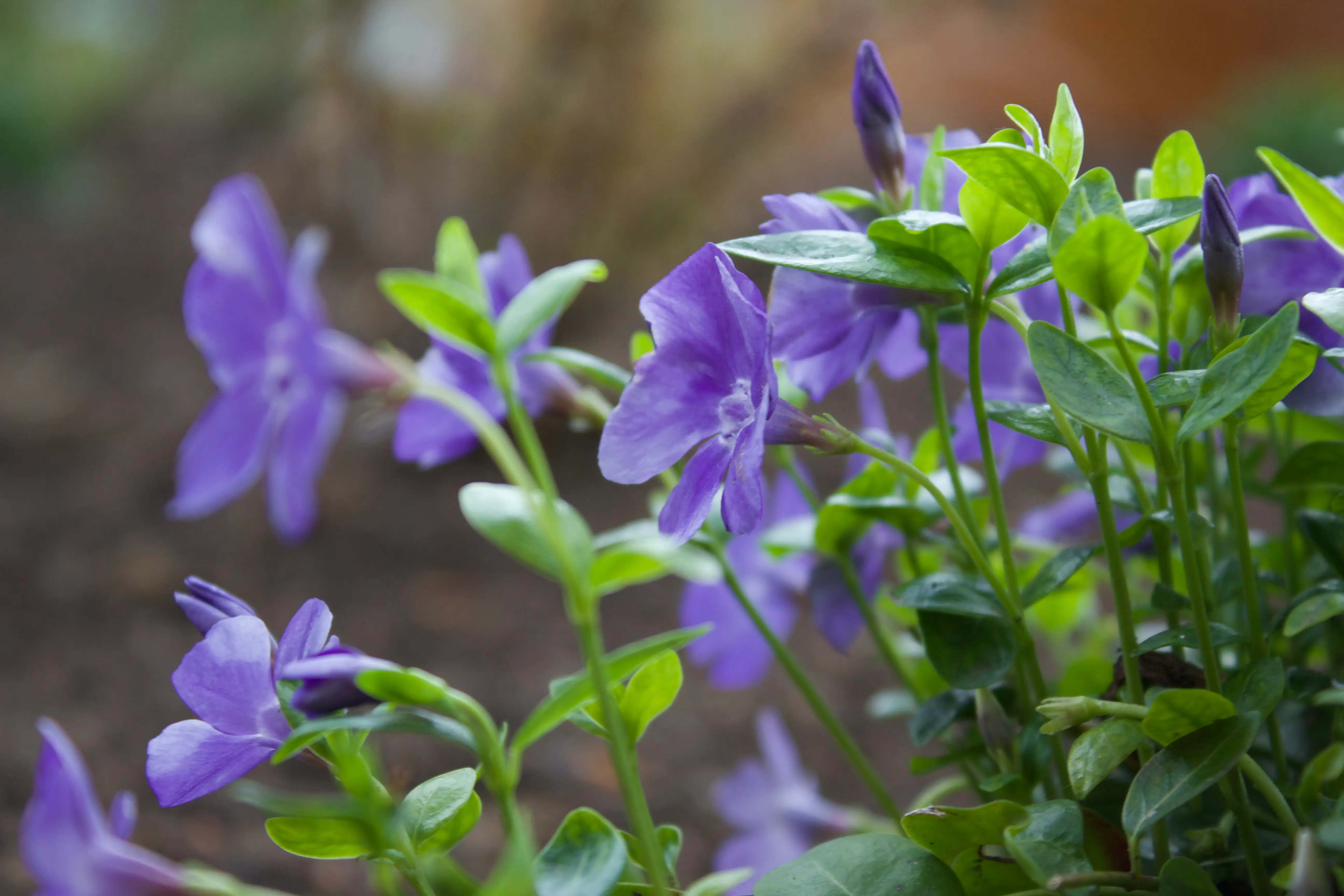 A close-up of vibrant purple flowers among green foliage, with a blurred background adding depth to the scene.