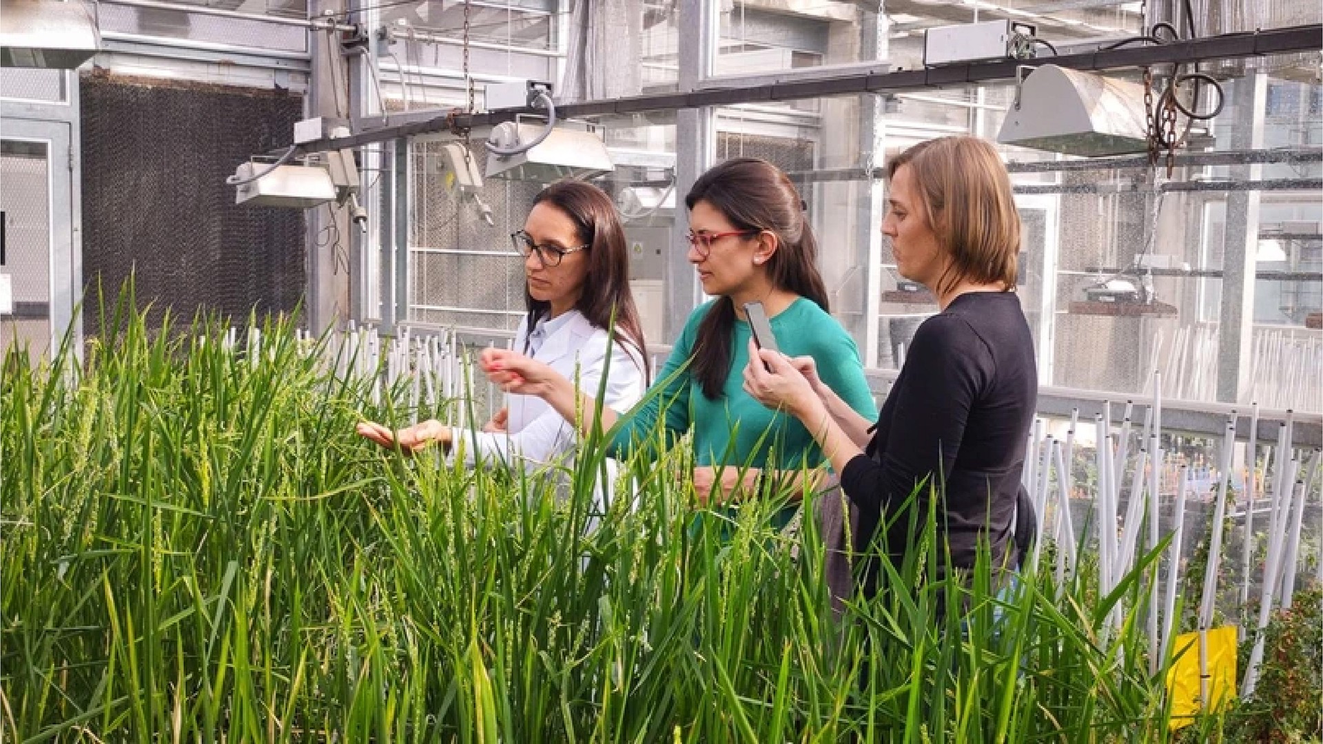 Three women inspect plants in a greenhouse. They are surrounded by tall green grasses under bright lights.