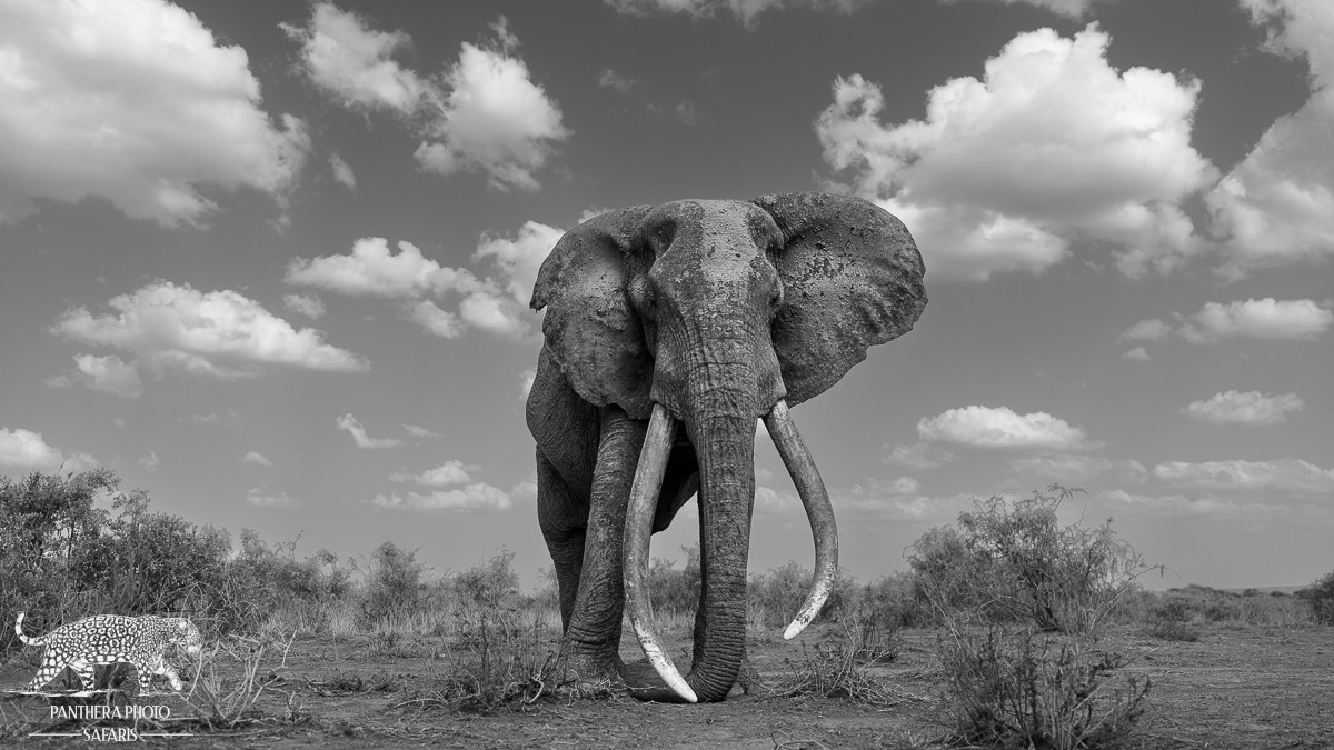 Amboseli Trip Report