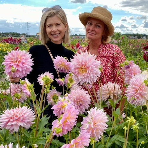 夏日花卉农场游与风车巡航：阿姆斯特丹出发的一日游门票