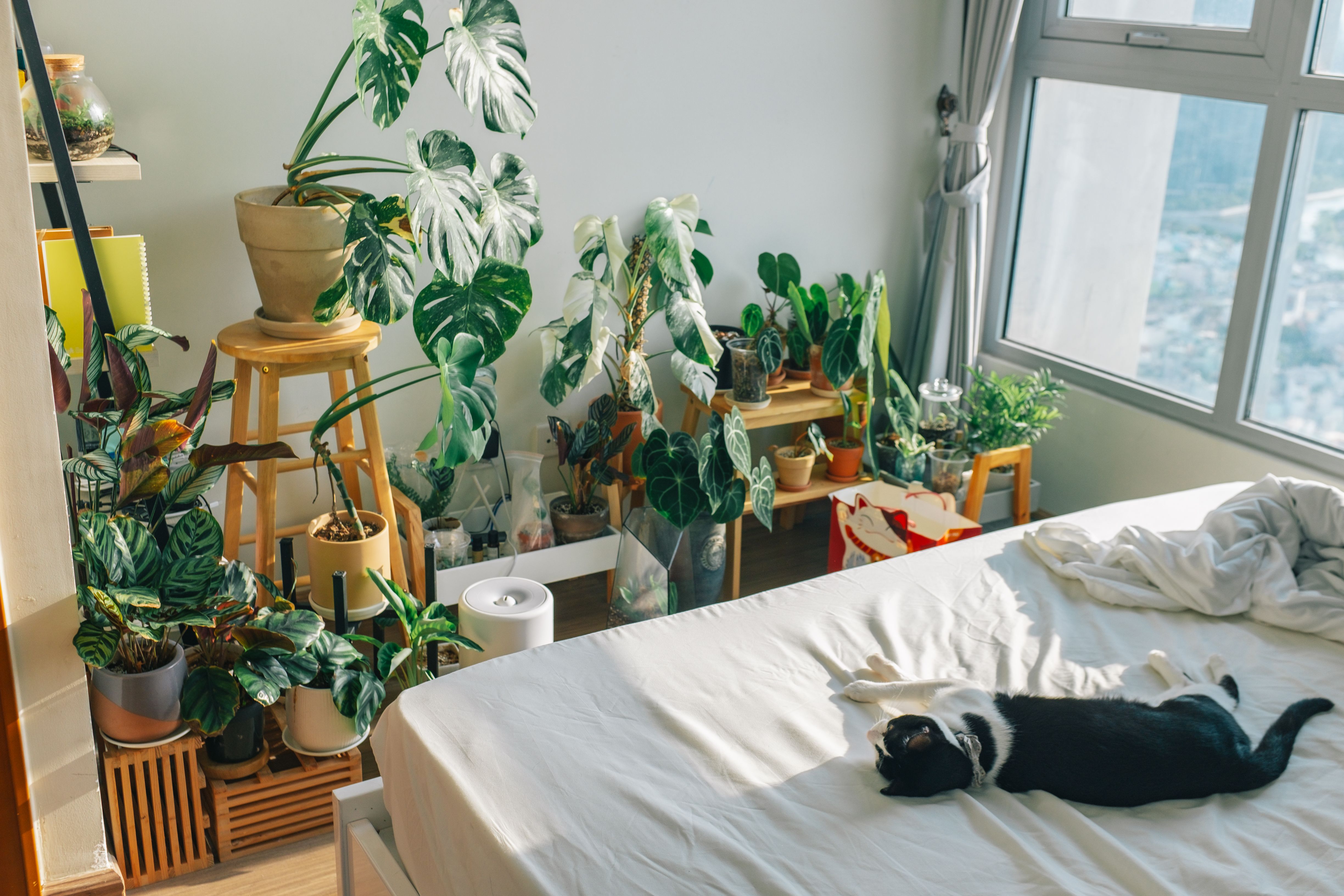 cozy-bedroom-featuring-a-relaxed-cat,-abundant-houseplants,-and-natural-light. - huy-phan (pexels)